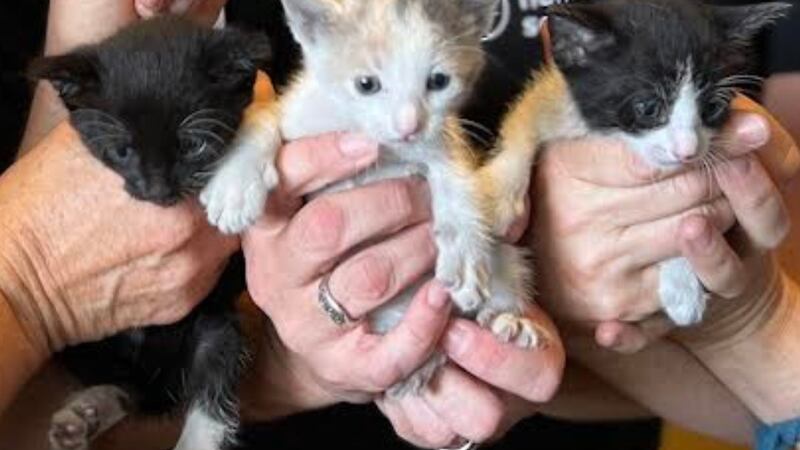 Officials with the nonprofit organization said the cats were found somehow unharmed under a...