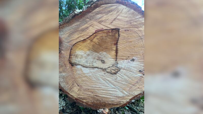 The Cordova Fire Department (CFD) found a surprise inside a tree that was in the roadway.