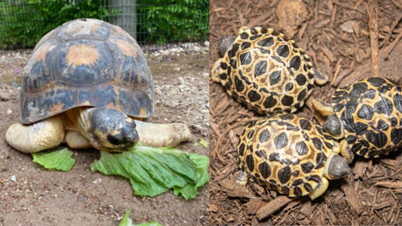 Mr. Pickles, a 90-year-old tortoise and the oldest animal at the Houston Zoo, is a father for...