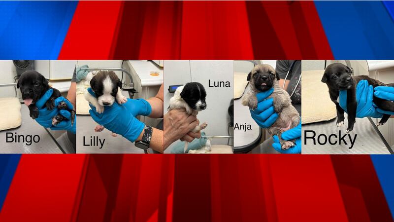 Puppies rescued by Heart of the Foothills Animal Rescue in Rutherford County