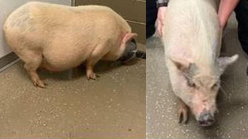 Pot-belly pig found in Anderson County