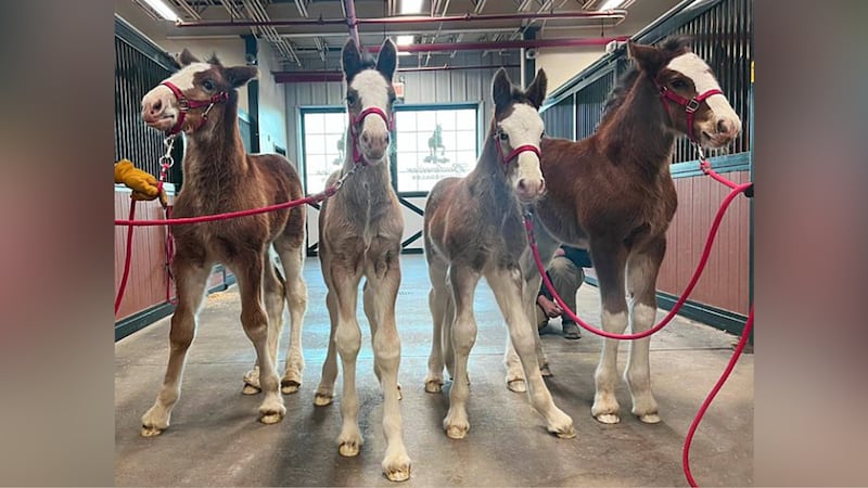 Anheuser-Busch announces it has welcomed the birth of four new Budweiser Clydesdale foals at...