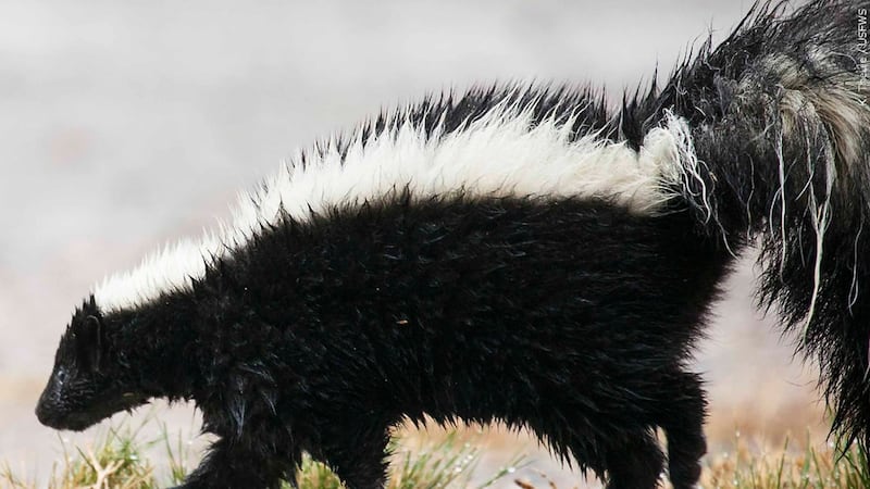 Skunk generic WHNS