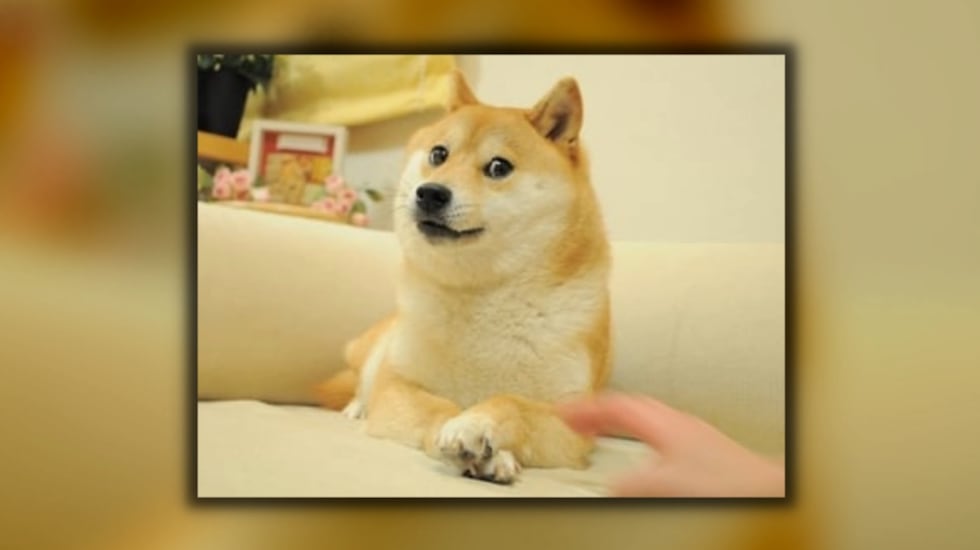 Original picture of the Shiba Inu named Kabosu, who would later become the face of Doge.