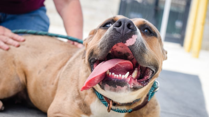 Shelter dog generic