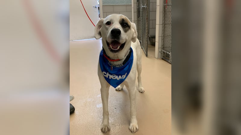 Police say a dog lost its owner in a hit-and-run crash in Tennessee.