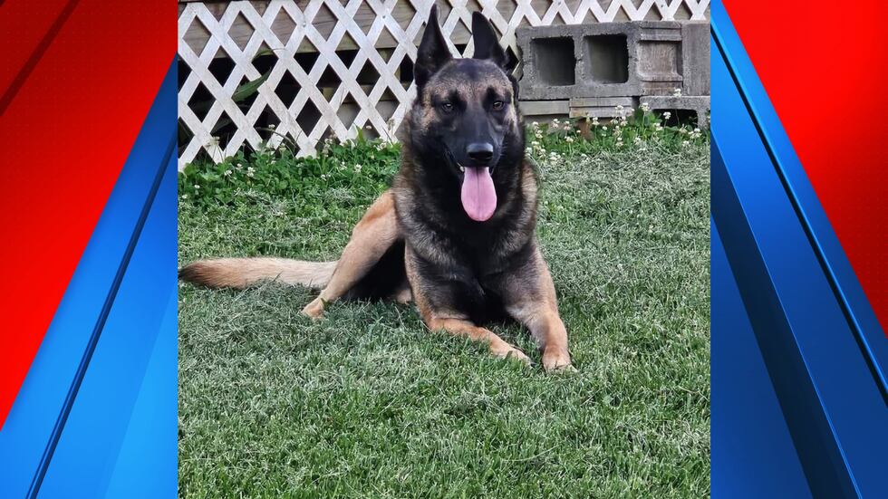 Missing Belgian Malinois Fury
